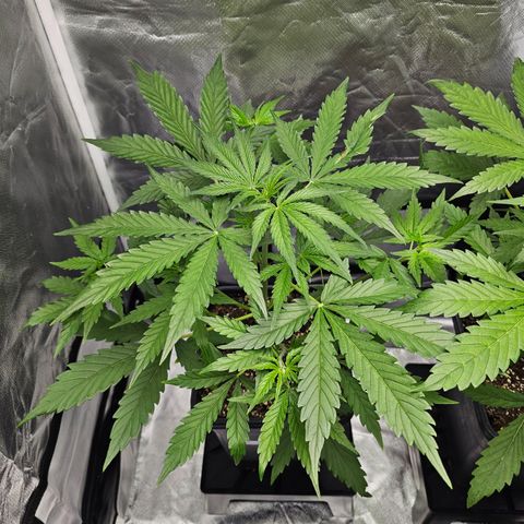 Tropicana Cookies Purple Automatic growlog timeline photo