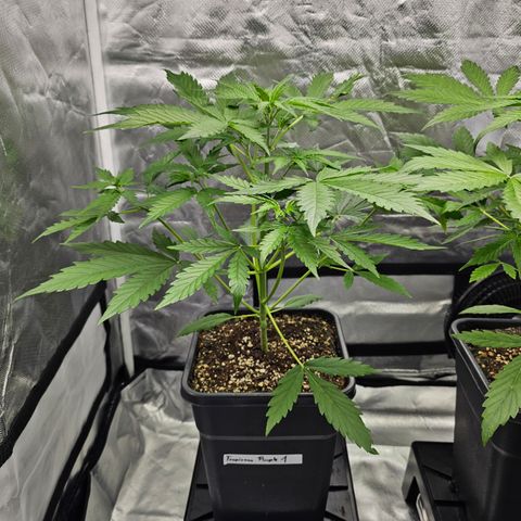 Tropicana Cookies Purple Automatic growlog timeline photo
