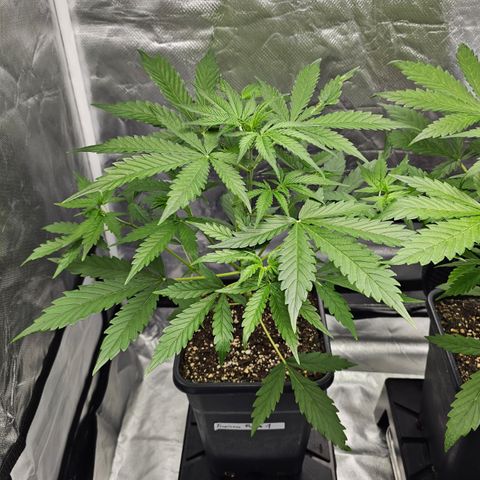 Tropicana Cookies Purple Automatic growlog timeline photo