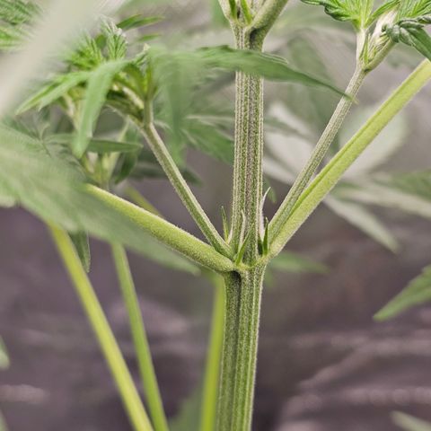 Tropicana Cookies Purple Automatic growlog timeline photo