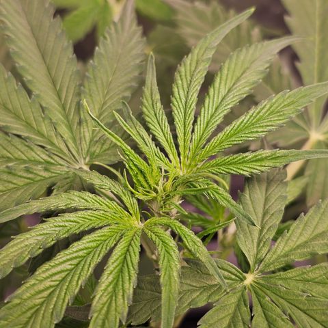 Tropicana Cookies Purple Automatic growlog timeline photo
