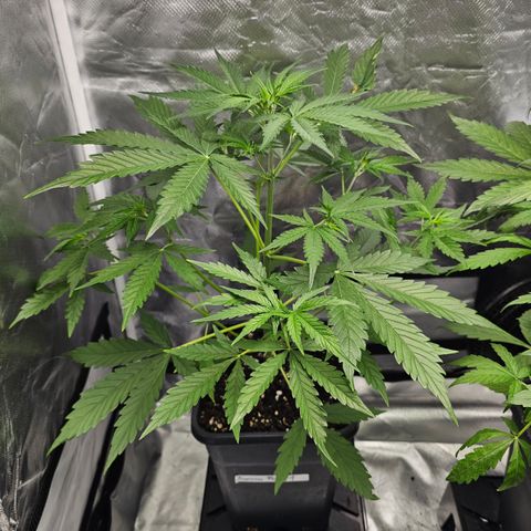 Tropicana Cookies Purple Automatic growlog timeline photo