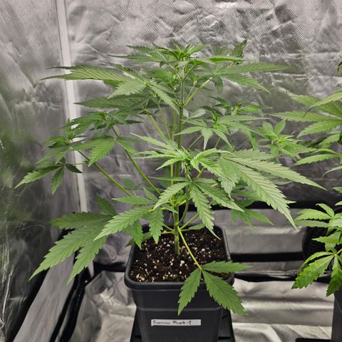 Tropicana Cookies Purple Automatic growlog timeline photo