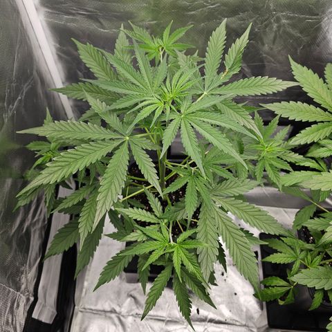 Tropicana Cookies Purple Automatic growlog timeline photo