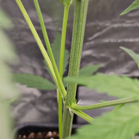 Tropicana Cookies Purple Automatic growlog timeline photo