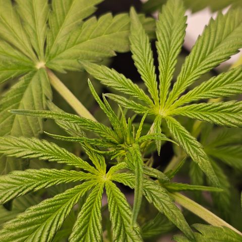 Royal Cookies Automatic growlog timeline photo