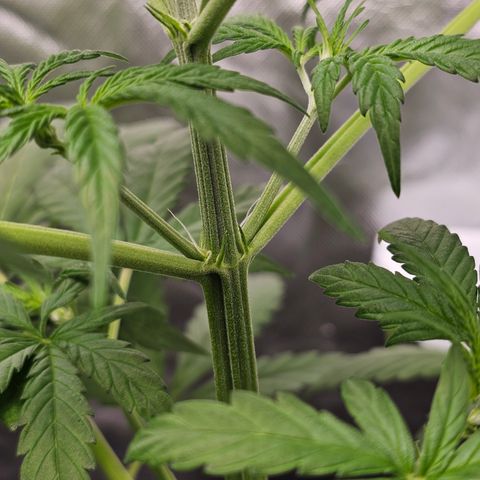 Royal Cookies Automatic growlog timeline photo