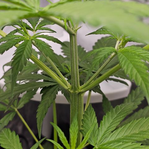 Royal Cookies Automatic growlog timeline photo