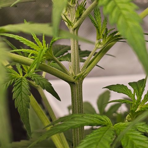 Royal Cookies Automatic growlog timeline photo