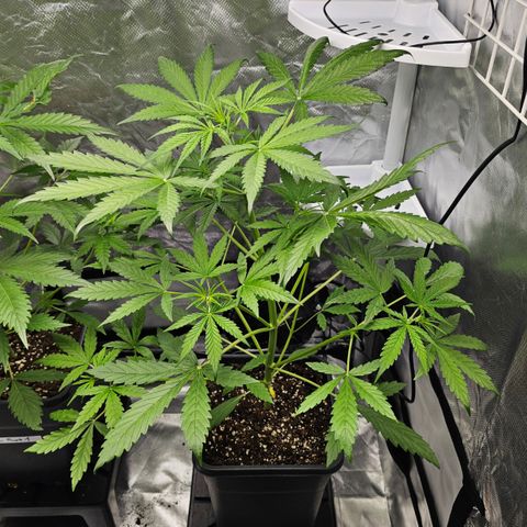 Royal Cookies Automatic growlog timeline photo
