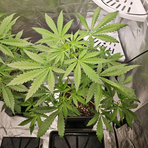 Royal Cookies Automatic growlog timeline photo
