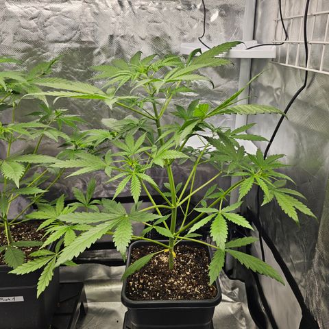 Royal Cookies Automatic growlog timeline photo