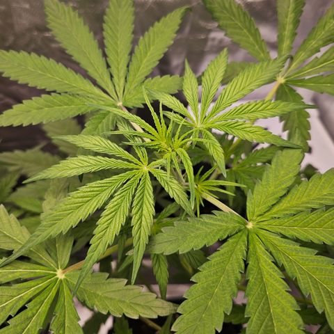 Royal Cookies Automatic growlog timeline photo