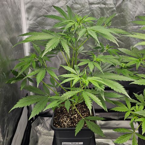 Tropicana Cookies Purple Automatic growlog timeline photo