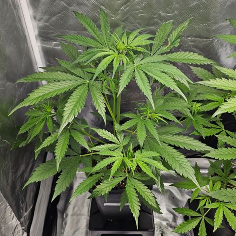 Tropicana Cookies Purple Automatic growlog timeline photo