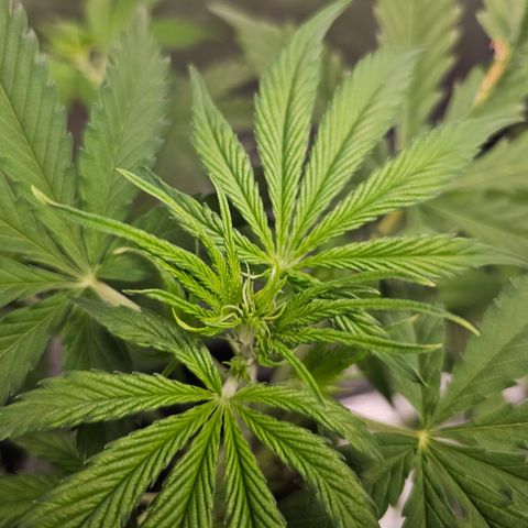 Tropicana Cookies Purple Automatic growlog timeline photo
