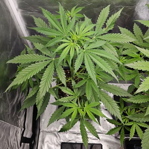 Tropicana Cookies Purple Automatic growlog timeline photo