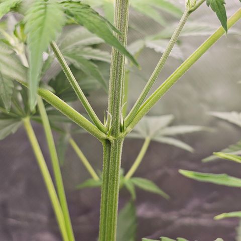 Tropicana Cookies Purple Automatic growlog timeline photo