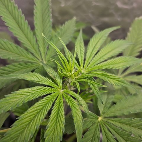 Tropicana Cookies Purple Automatic growlog timeline photo