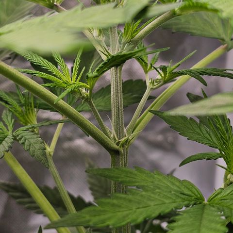 Royal Cookies Automatic growlog timeline photo