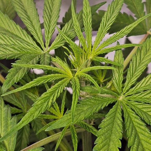 Royal Cookies Automatic growlog timeline photo
