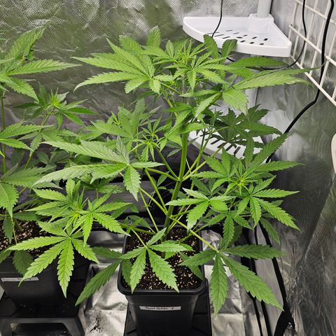 Royal Cookies Automatic growlog timeline photo