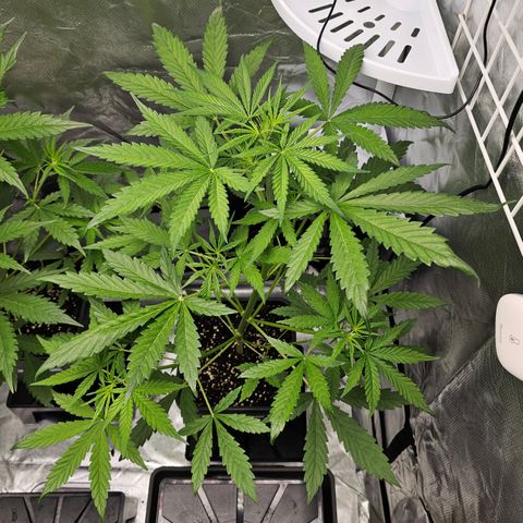 Royal Cookies Automatic growlog timeline photo