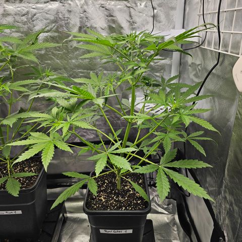 Royal Cookies Automatic growlog timeline photo