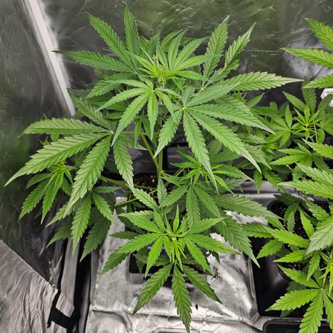 Tropicana Cookies Purple Automatic growlog timeline photo