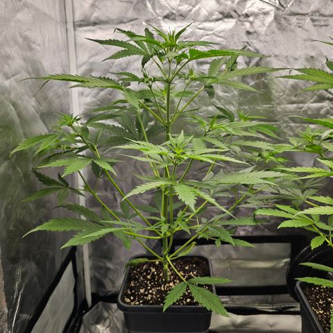 Tropicana Cookies Purple Automatic growlog timeline photo