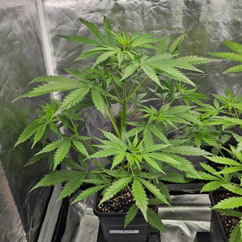 Tropicana Cookies Purple Automatic growlog timeline photo