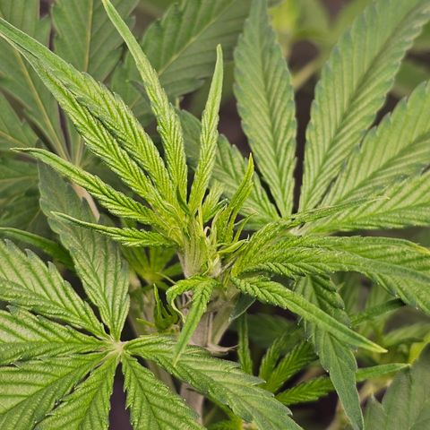 Tropicana Cookies Purple Automatic growlog timeline photo