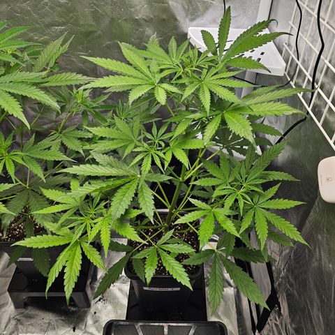 Royal Cookies Automatic growlog timeline photo