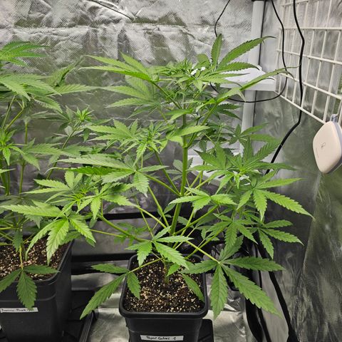 Royal Cookies Automatic growlog timeline photo