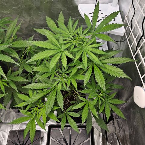 Royal Cookies Automatic growlog timeline photo