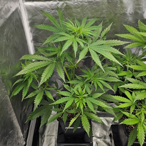 Tropicana Cookies Purple Automatic growlog timeline photo