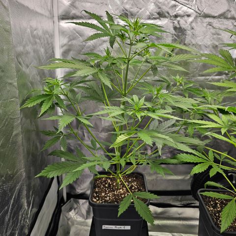 Tropicana Cookies Purple Automatic growlog timeline photo