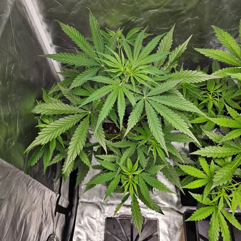 Tropicana Cookies Purple Automatic growlog timeline photo