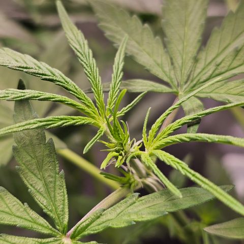 Royal Cookies Automatic growlog timeline photo