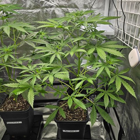 Royal Cookies Automatic growlog timeline photo