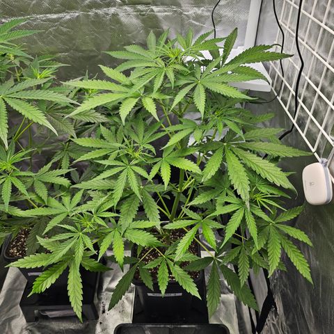 Royal Cookies Automatic growlog timeline photo
