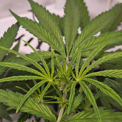 Royal Cookies Automatic growlog timeline photo