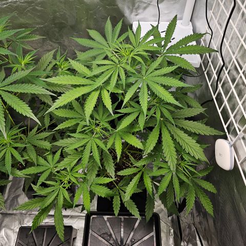 Royal Cookies Automatic growlog timeline photo