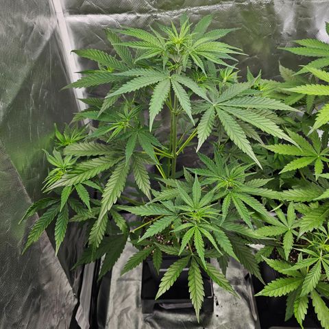 Tropicana Cookies Purple Automatic growlog timeline photo