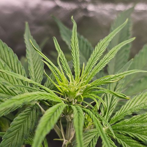 Tropicana Cookies Purple Automatic growlog timeline photo