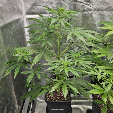 Tropicana Cookies Purple Automatic growlog timeline photo