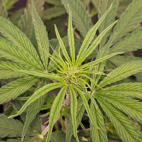 Tropicana Cookies Purple Automatic growlog timeline photo