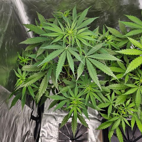 Tropicana Cookies Purple Automatic growlog timeline photo