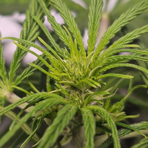 Royal Cookies Automatic growlog timeline photo