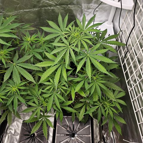Royal Cookies Automatic growlog timeline photo